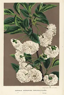 Sour: Sour cherry tree, Prunus cerasus