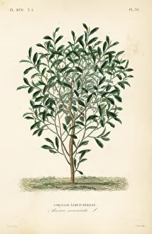 Muricata: Soursop, Annona muricata
