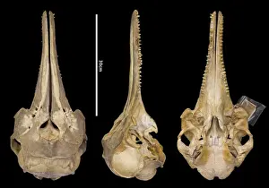 Hump: Sousa teuszii, Atlantic Hump-backed Dolphin