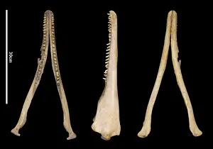 Hump: Sousa teuszii, Atlantic Hump-backed Dolphin
