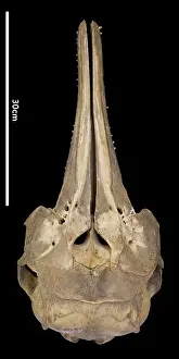 Hump: Sousa teuszii, Atlantic Hump-backed Dolphin