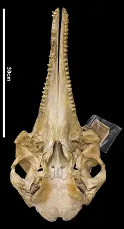 Hump: Sousa teuszii, Atlantic Hump-backed Dolphin