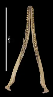 Hump: Sousa teuszii, Atlantic Hump-backed Dolphin