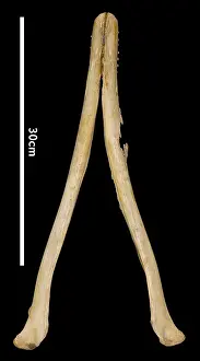 Hump: Sousa teuszii, Atlantic Hump-backed Dolphin