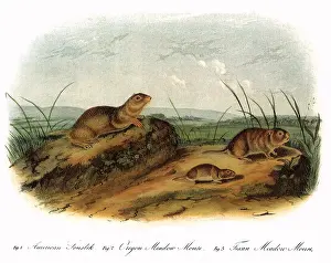 Mice: Souslik and Meadow Mice