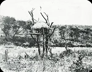 Treehouse: South Africa - A crowshy