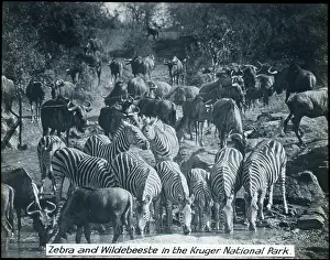 Limpopo: South Africa - Zebra & Wildebeeste, Kruger National Park