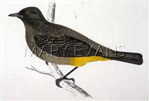 Vented: SOUTH AFRICAN BULBUL