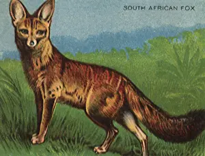 Wolves: South African FoX