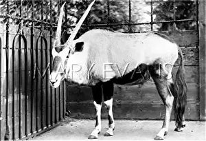 Gemsbok: SOUTH AFRICAN GEMSBOK
