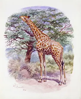 Weich: South African Giraffe, 1897