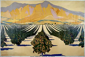 Orchards: South African oranges poster