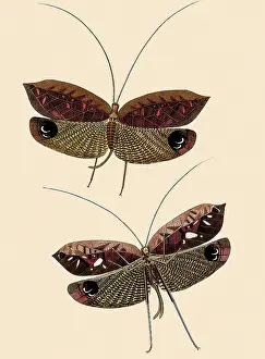 Caspar: South American Bush Crickets