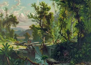 C1873: South American Forest
