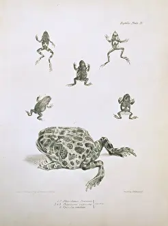 Amphibia: South American frogs and toads