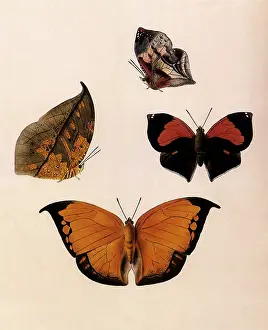 Resembles: South American Leaf Butterflies