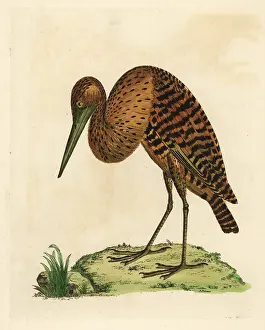 Brasiliensis: South American or pinnated bittern, Botaurus pinnatus
