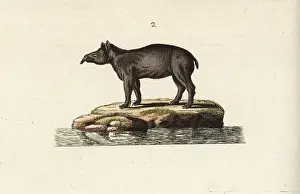 Terrestris: South American tapir
