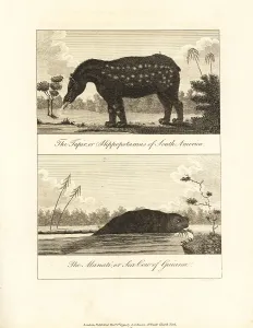 Stedman: South American tapir and manati