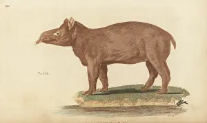 G. Kearsley: South American tapir, Tapirus terrestris subsp. terrestris