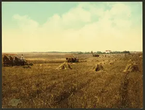 C1898: South Dakota harvest field