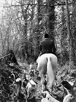Foxhound: South Devon Foxhounds follow a trail