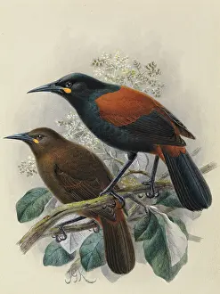 Gerrard: South Island Saddleback Tieke