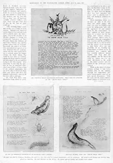 Naturalism: The South Polar Times