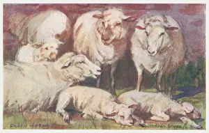 Southdown: Southdown Sheep