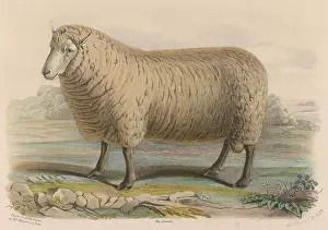 Southdown: SOUTHDOWN SHEEP