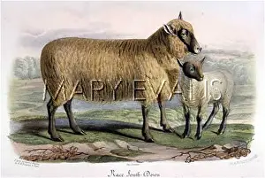 Southdown: SOUTHDOWN SHEEP