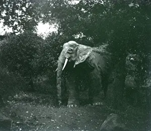 Jumbo: Southend - Never Never Land - Jumbo