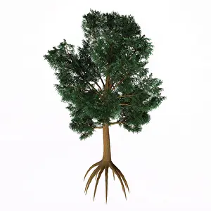 Shrub: Southern blue gum tree illustration