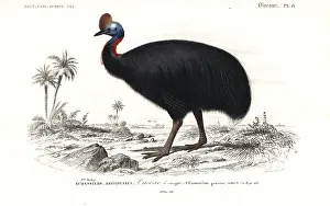 Dorbigny: Southern cassowary, Casuarius casuarius