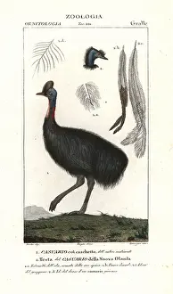 Dromaius: Southern cassowary, Casuarius casuarius Vulnerable