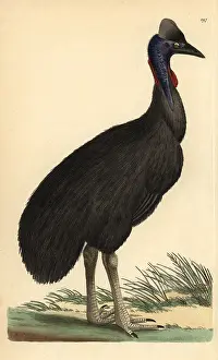 Casuarius: Southern cassowary, Casuarius casuarius Vulnerable