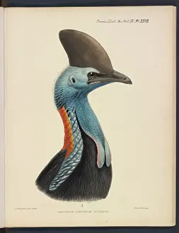 Gerrard: Southern cassowary by JG Keulemans