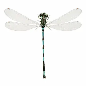 Damsel: Southern Damselfly