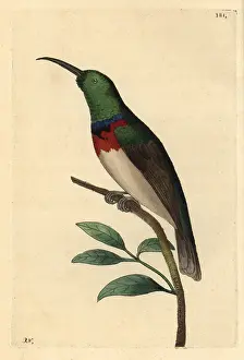 Chalybeus: Southern double-collared sunbird, Cinnyris chalybeus