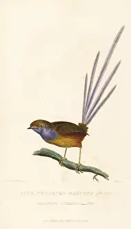 Vieillot: Southern emu-wren, Stipiturus malachurus