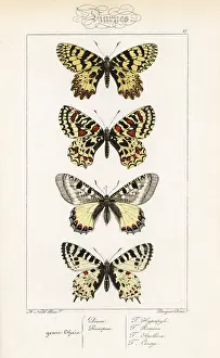 Pauquet: Southern festoon, Spanish festoon, false apollo