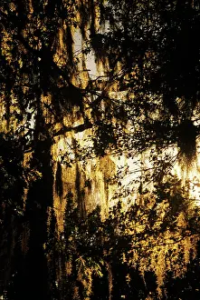 Epiphyte: SOUTHERN FOLIAGE SPANISH MOSS HANGING IN TREE