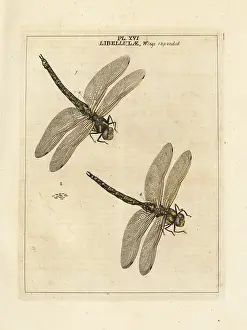 Dragonflies: Southern hawker or blue hawker dragonfly, Aeshna cyanea