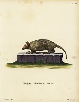 Linn: Southern naked-tailed armadillo, Cabassous unicinctus