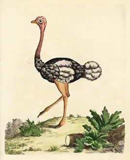 Camelus: Southern ostrich, Struthio camelus australis