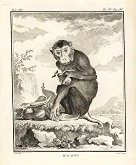 Seve: Southern pig-tailed macaque, Macaca nemestrina
