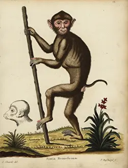 Schreber: Southern pig-tailed macaque, Macaca nemestrina. Vulnerable