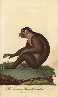 Sibly: Southern pig-tailed macaque, Macaca nemestrina