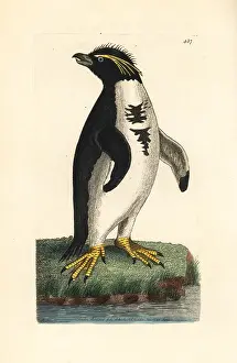 Rockhopper: Southern rockhopper penguin, Eudyptes chrysocome Vulnerable