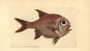 Roughly: Southern roughly, Trachichthys australis